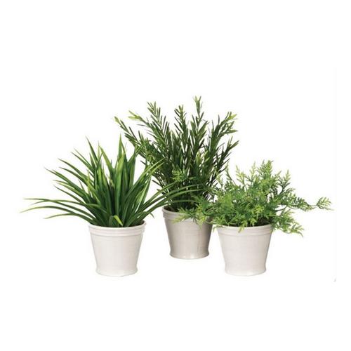 Sullivans Foliage Potted Plant (Styles May Vary) - Primary Image