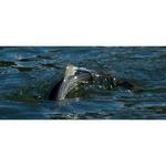 AHREX FW570 Dry Long Fly Hooks - Thumbnail 3 of 3