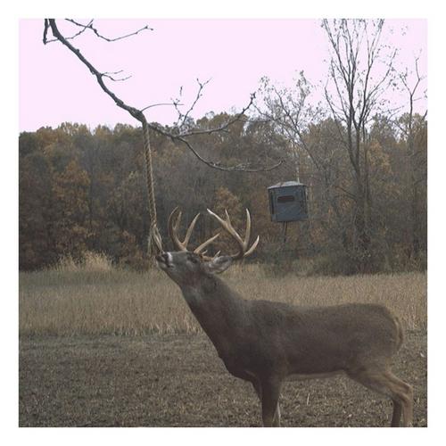 Wildlife Research Center Golden Rope Scent Kit - Primary Image