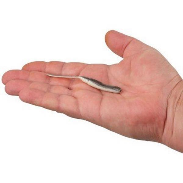 Berkley Gulp! SR Crawler