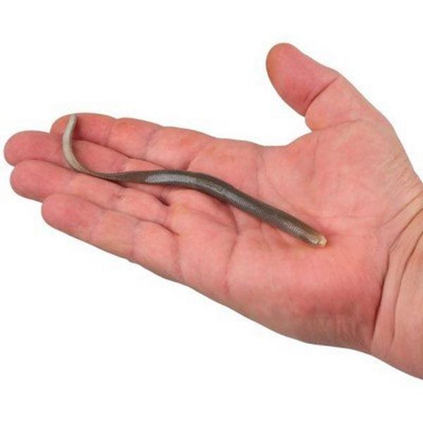 Berkley Gulp! SR Crawler