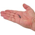 Gulp! Alive! Minnow - Thumbnail 3 of 3