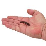 Berkley Gulp! Pinched Crawler - Thumbnail 3 of 4