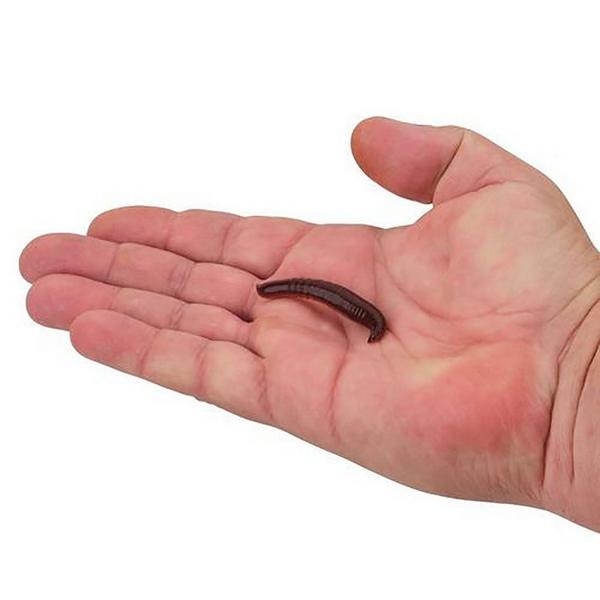 Berkley Gulp! Pinched Crawler