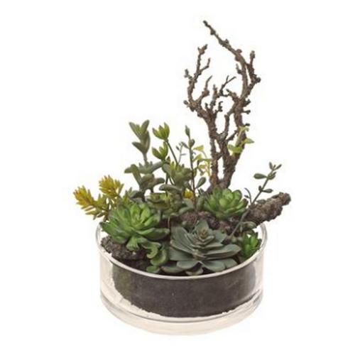Allstate Floral 12.5" Succulent in Glass Vase - Primary Image