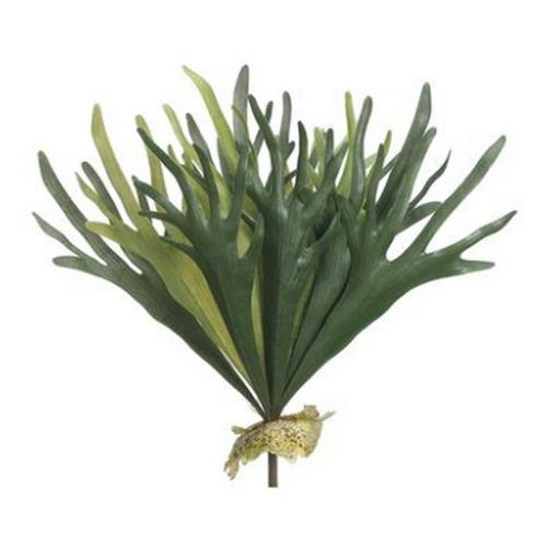 Allstate Floral 19" Staghorn Fern Bush - Primary Image