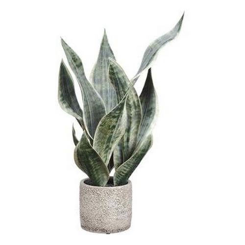Allstate Floral Sansevieria Pot - Primary Image