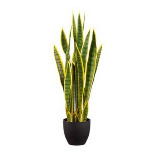 Allstate Floral 33" Sansevieria Plant in Pot - Primary Image