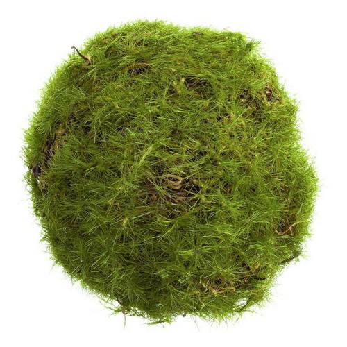 Allstate Floral 2.5" Moss Orb - Primary Image