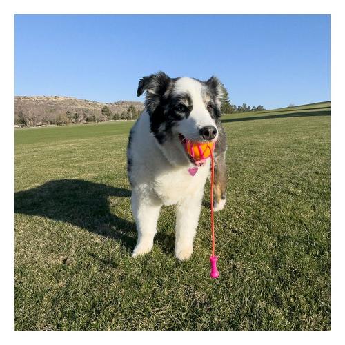 KONG Bunji High-Viz Ball Dog Toy - Primary Image