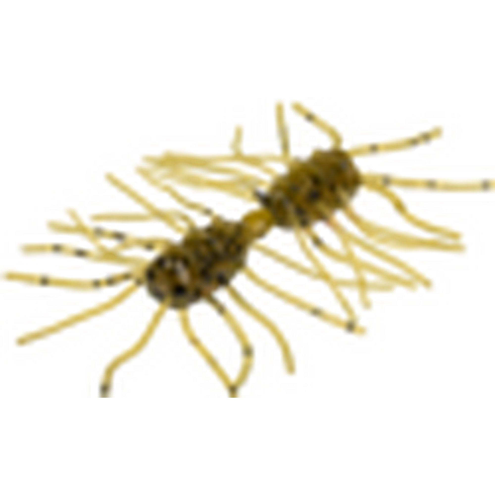 Strike King Sexy Bug | SCHEELS.com