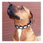 Coastal Pet Products Natural Control Dog Collar - Thumbnail 2 of 2
