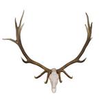 Mountain Mike's Skull Master Elk European Mount Kit - Thumbnail 2 of 2