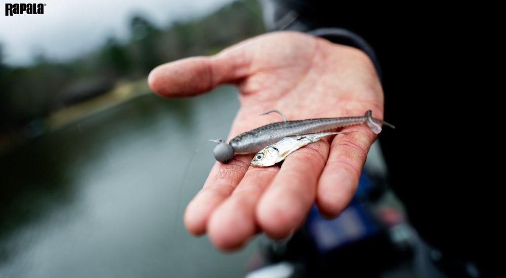an angler holding a popular Rapala bass lure