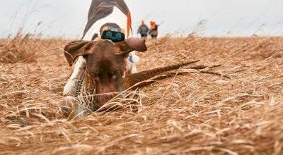 Must-Have Hunting Dog Training Supplies