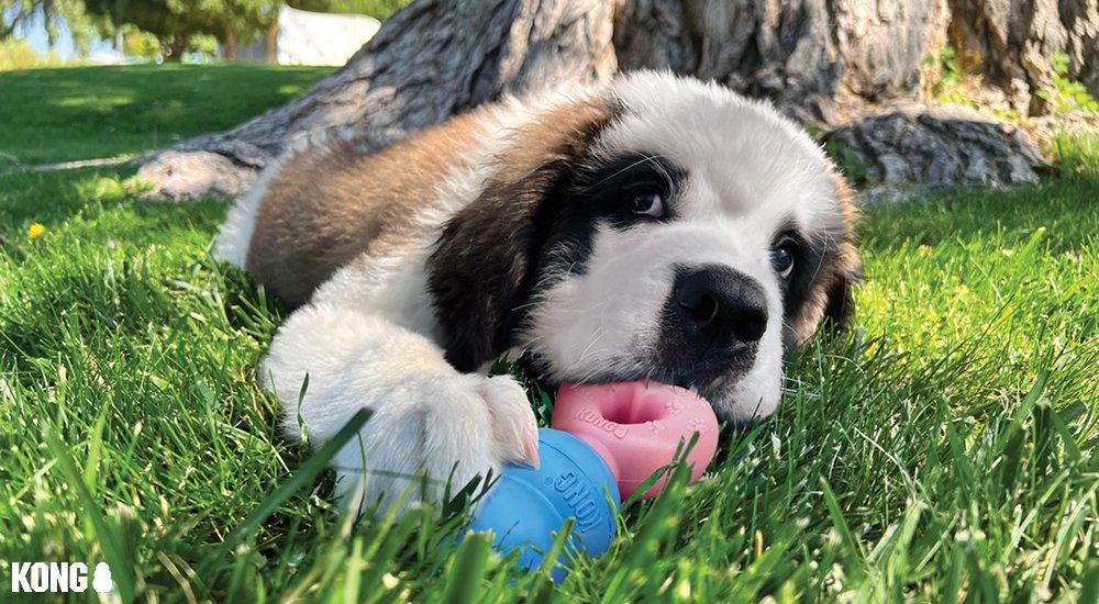 puppy with a kong chew toy in its mouth