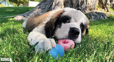 How to Prepare For A New Dog