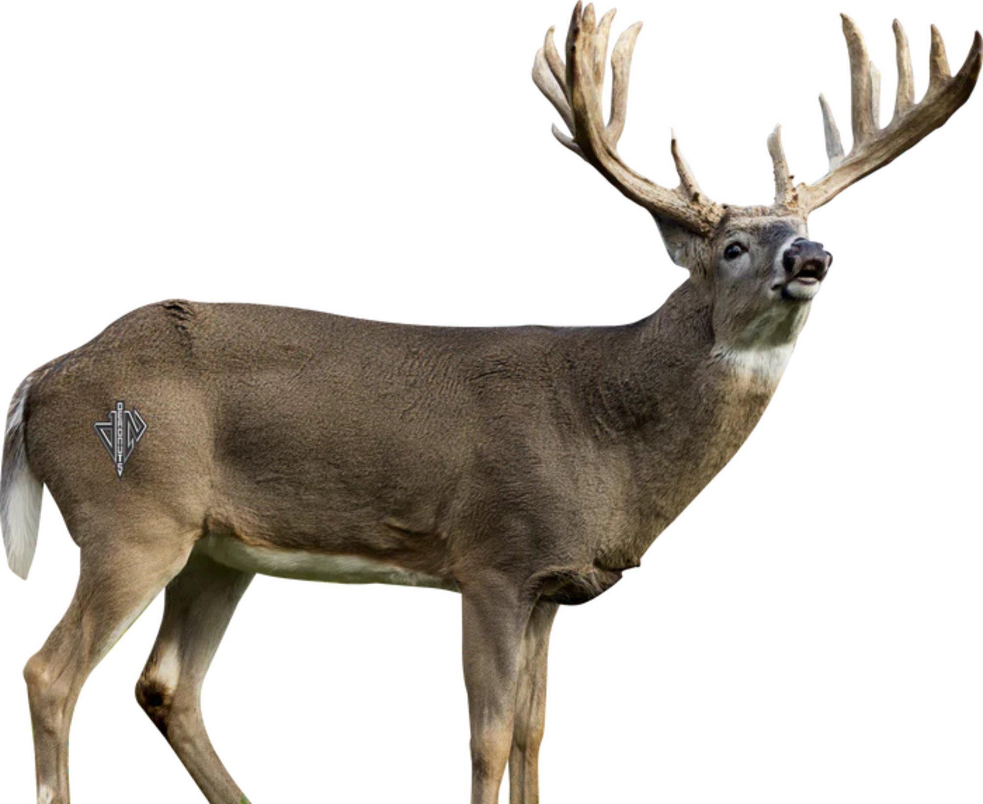 Deadnuts Outdoors 2D Broadside Whitetail Target - Deadnuts Outdoors