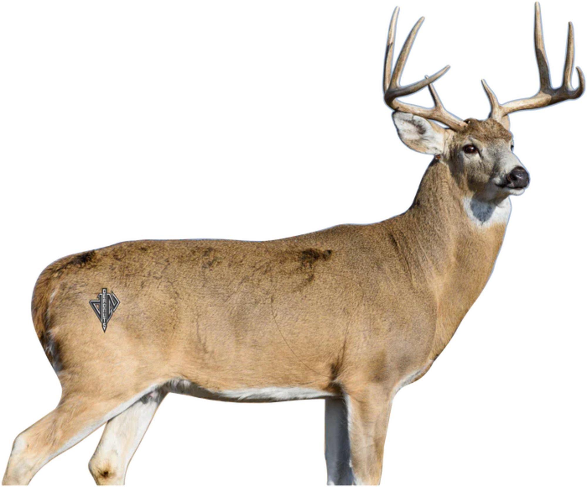 Deadnuts Outdoors 2D "Willy" Broadside Whitetail Target - Deadnuts Outdoors