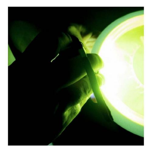 MVP UV Flashlight - Primary Image