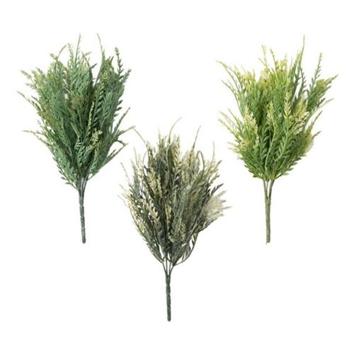 Sullivans Green Saw Grass Bush - Primary Image