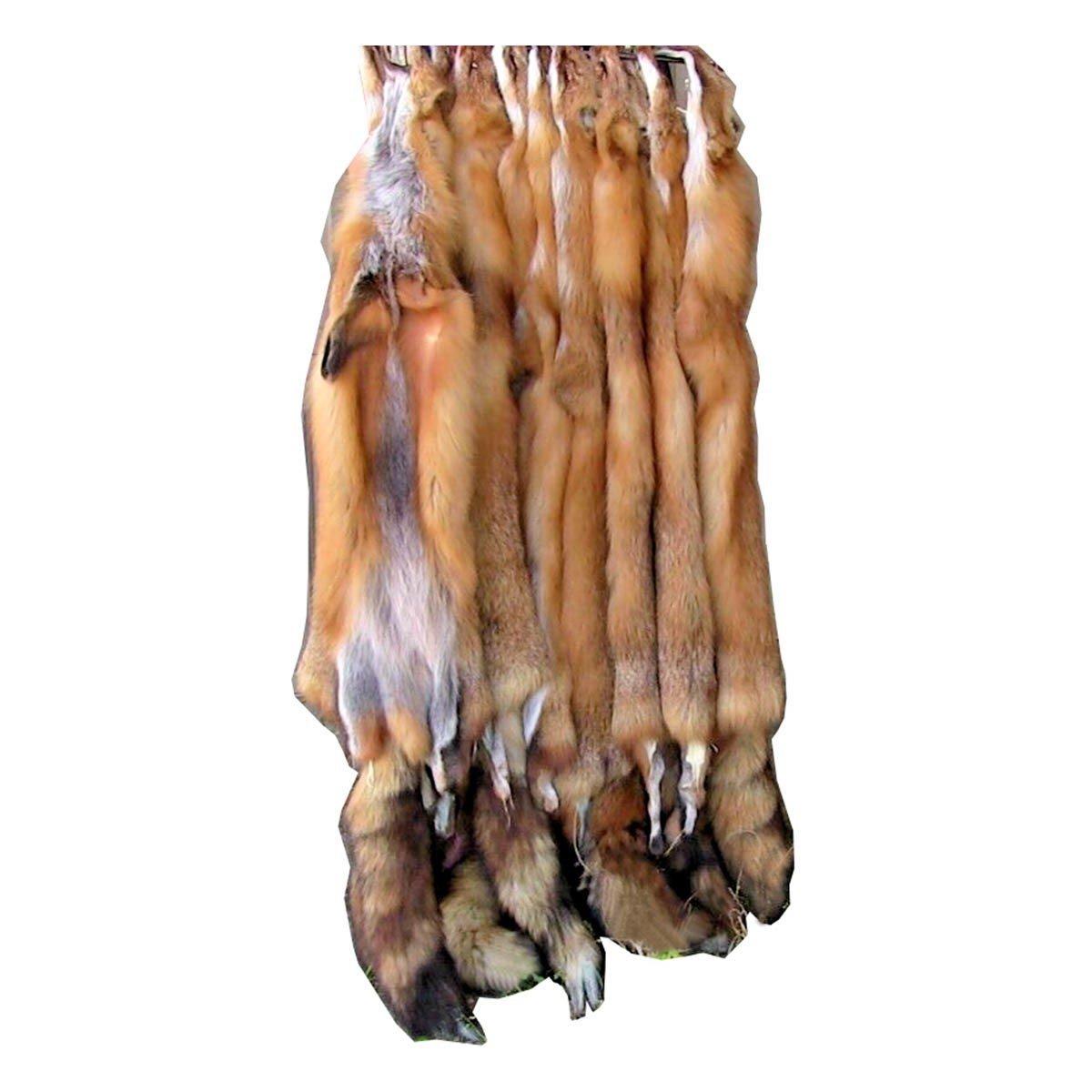 Tanned Pennsylvania Red Fox - CCC Outdoors