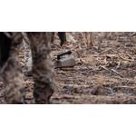 Lucky Duck Roughneck E-Caller - Thumbnail 4 of 5