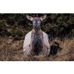 Killer Gear Elk Fan Decoy - Thumbnail 3 of 5