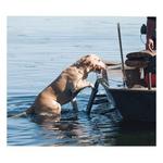 Beavertail Folding Dog Ladder - Thumbnail 2 of 2