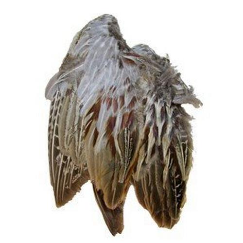 Classic T Wild Pheasant Wings - Primary Image