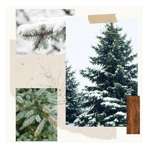 Thymes Frasier Fir 2oz Pine Needle Votive Candle - Primary Image