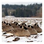 Dave Smith Decoys Maximas Shell Sleeper Goose Decoy 6-Pack - Thumbnail 2 of 4