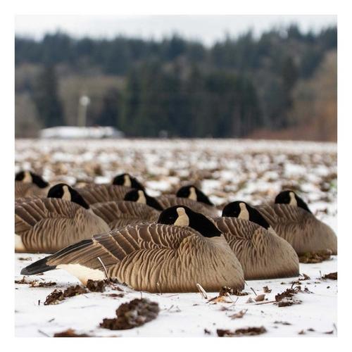 Dave Smith Decoys Maximas Shell Sleeper Goose Decoy 6-Pack - Primary Image