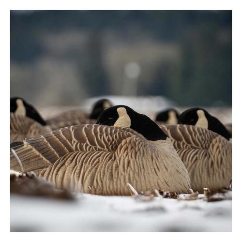 Dave Smith Decoys Maximas Shell Sleeper Goose Decoy 6-Pack - Primary Image