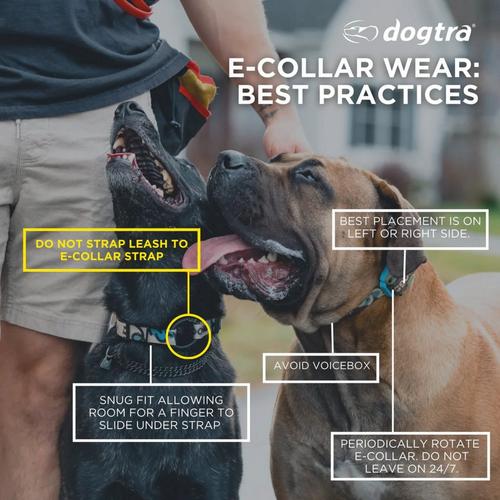 Dogtra EDGE Dog Training Bundle - Primary Image
