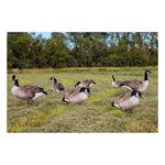 Big Al's X14 Greater 5 Pack Bulk Canada Goose Silhouettes (70 decoys) - Thumbnail 1 of 4