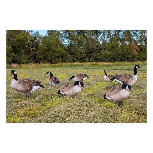 Big Al's X14 Greater 5 Pack Bulk Canada Goose Silhouettes (70 decoys) - Primary Image