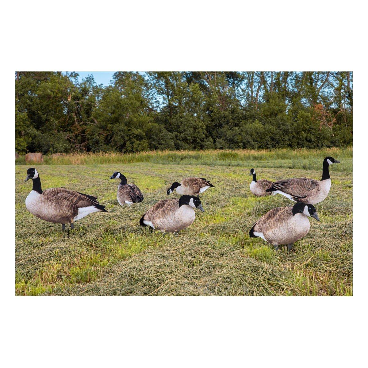 Big Al's X14 Greater 5 Pack Bulk Canada Goose Silhouettes (70 decoys) - Big Al's Decoys