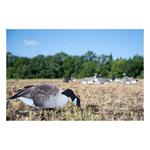 Big Al's X14 Greater 5 Pack Bulk Canada Goose Silhouettes (70 decoys) - Thumbnail 3 of 4
