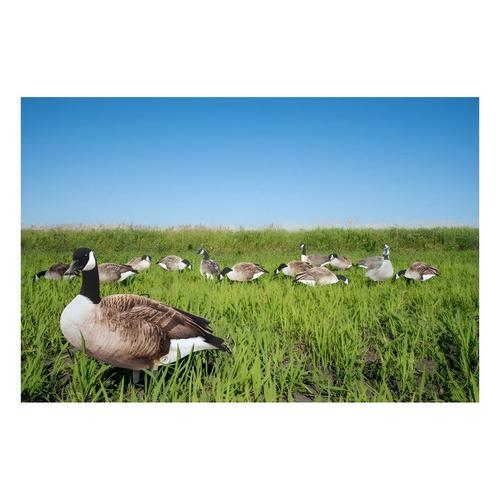 Big Al's X14 Greater 5 Pack Bulk Canada Goose Silhouettes (70 decoys) - Primary Image