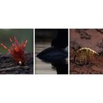 AHREX NS172 Nordic Salt Curved Gammarus Hooks - Thumbnail 2 of 3