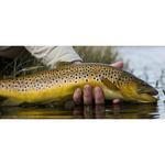 Ahrex 605 Trout Predator Hooks - Thumbnail 2 of 2