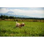 Chuckit! Ultra Ball 2 Pack - Thumbnail 3 of 4