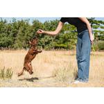 Chuckit! Ultra Ball 2 Pack - Thumbnail 2 of 4