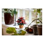 LEGO Botanical Poinsettia 10370 Building Set - Thumbnail 5 of 7