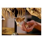 LEGO Jurassic World Dinosaur Fossils Tyrannosaurus rex 76968 Building Set - Thumbnail 7 of 13