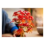 LEGO Botanicals Japanese Red Maple Bonsai Tree 10348 Building Set - Thumbnail 6 of 11