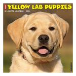 Willow Creek Press Yellow Lab Puppies 2025 Wall Calendar - Thumbnail 1 of 5