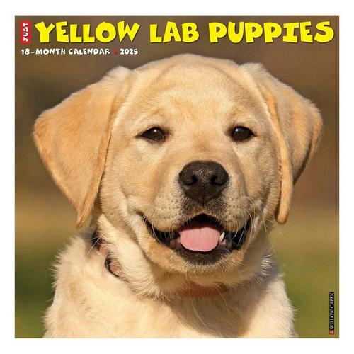 Willow Creek Press Yellow Lab Puppies 2025 Wall Calendar - Primary Image
