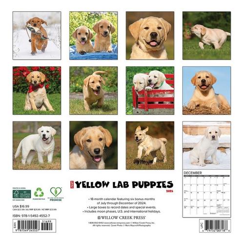 Willow Creek Press Yellow Lab Puppies 2025 Wall Calendar - Primary Image
